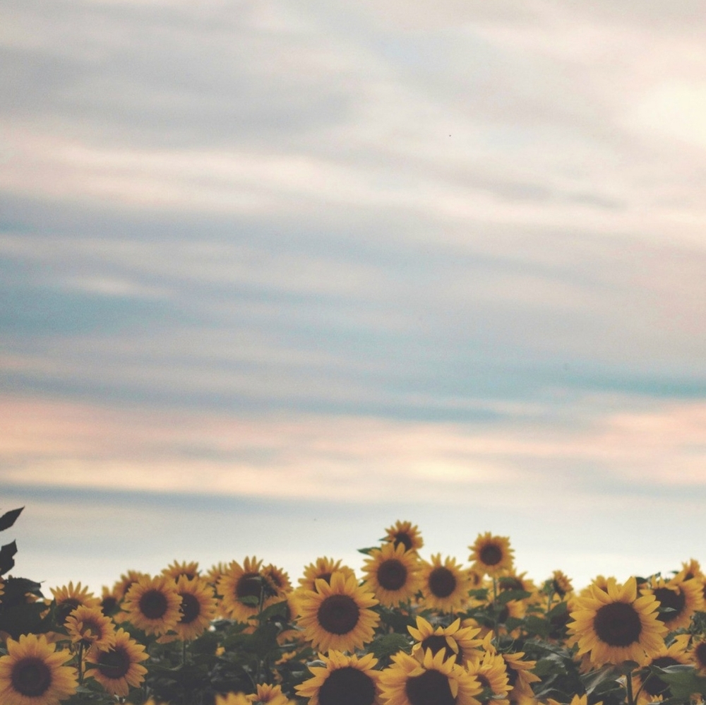 Meet your Posher, Jhanvi